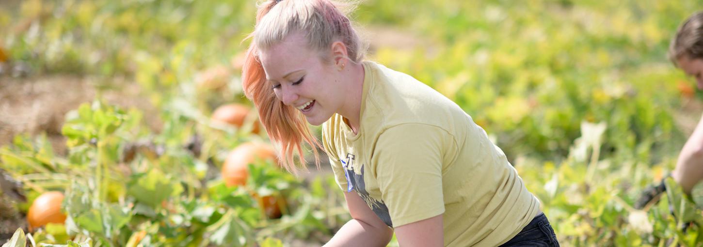 A student picks pumpkins in a pumpkin patch